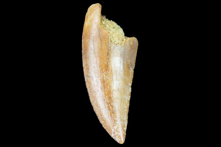 Raptor Tooth - Real Dinosaur Tooth #102401